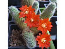 Rebutia donaldiana