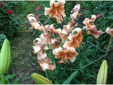 ������ �����