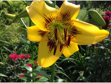 ����� ����