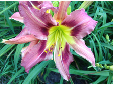 ����� ��� ��������