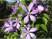 ���� ����������