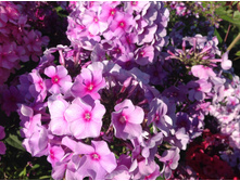 ������ ����