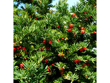 ���� �������.jpg