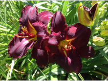 �������� ��� ����