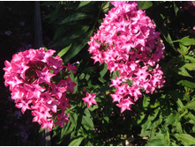 �������� �������