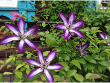 ����� ����