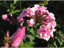 ����� ����