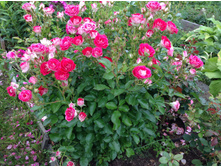 ���� �����������