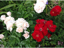 ���� ���� � ����� ������