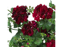 ������ �������� ������������ ��������� ������� ���������� ������-����