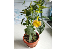 IMG 20220726 173349.jpg