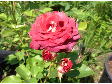 ���������  �����