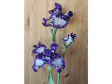 IMG 20220627 150408.jpg