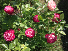 ���������