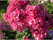 ��������� �����