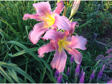 ������� �������