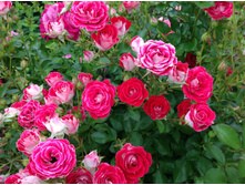 ���� �����������   ����������