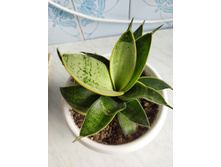 IMG 20220726 174254.jpg