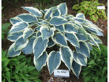 ����� ��� �����, �3, 550 ���