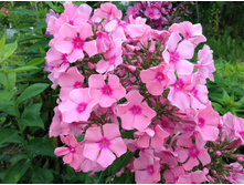 ������ �� ����