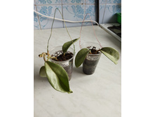 IMG 20220726 175211.jpg