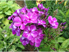 ���� ������