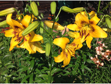 ����� ����