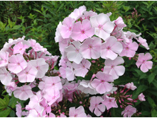 ����� ������