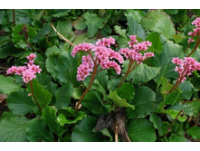 ����� ������������� ������� ������.jpg