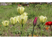 ��������������� ���� ����� � �����