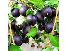 ��������� �������� (������), �3, 290 ���