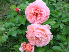 ���� ����