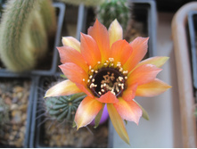 Lobivia jajoiana VG 1014