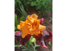 IMG 20220628 083440.jpg