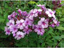 ������ ����