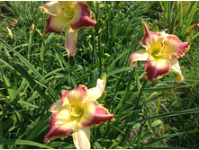 ����� �������