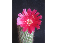 lobivia acanthoplegma v. oligotricha JP 33