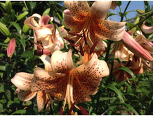 ������ �����