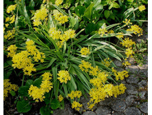 ��� �����.jpg