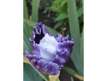 IMG 20220627 075556.jpg