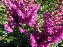 ���� �����