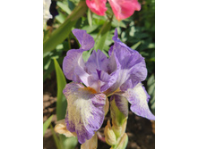 IMG 20220625 082140.jpg