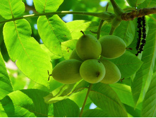 ���� ������������