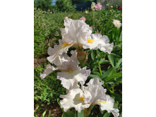 IMG 20220627 075204.jpg