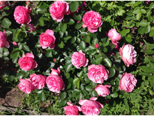 �������� �� �����