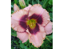 ������ ��������(400��)+))