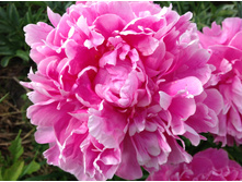 ����� �������