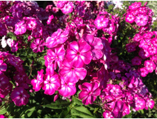 ������ ���