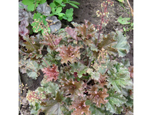 ������� ��������1.jpg