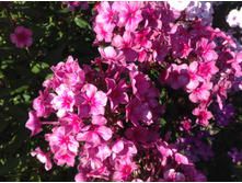 ��������� �������